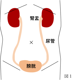 腎臓と膀胱の位置